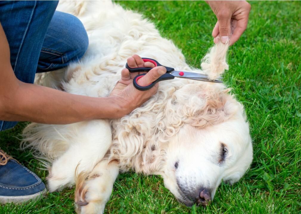 Remove painful mats that can harbor parasites and bacteria